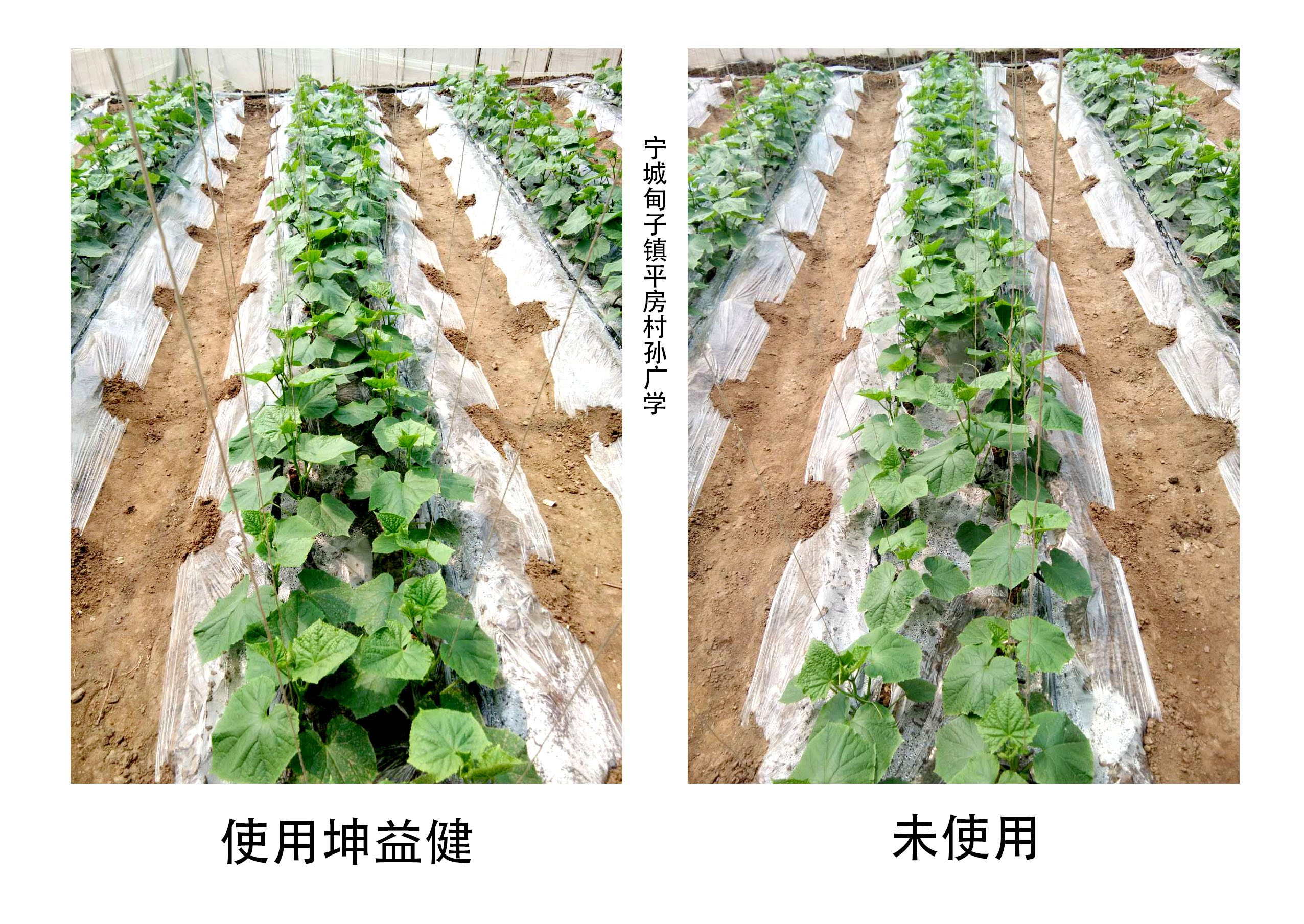 1527753604539489.jpg 黃瓜對比圖.jpg