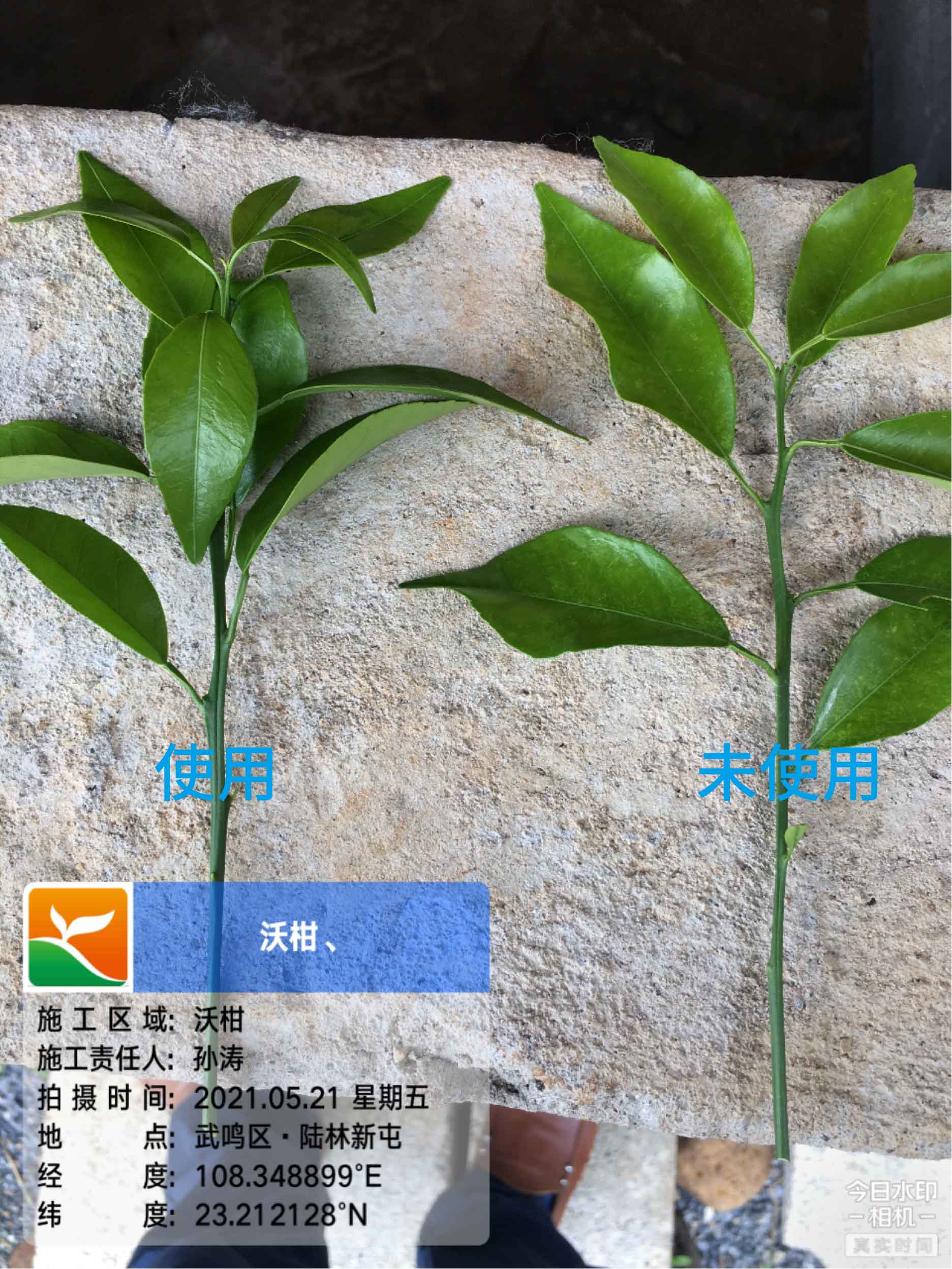 1627003248445730.jpg 柑橘6-02.jpg