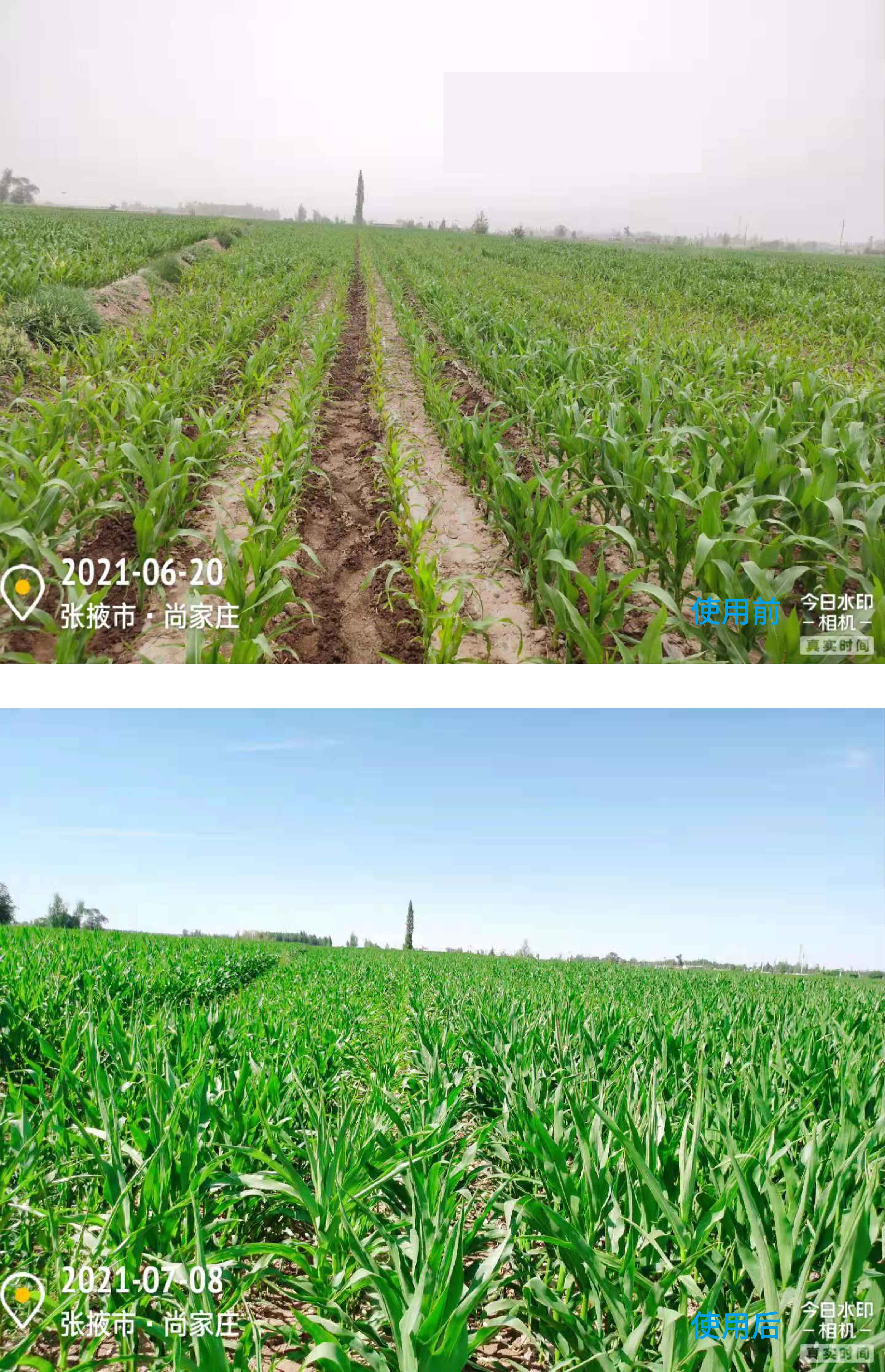 1627003574631940.jpg 玉米1.jpg