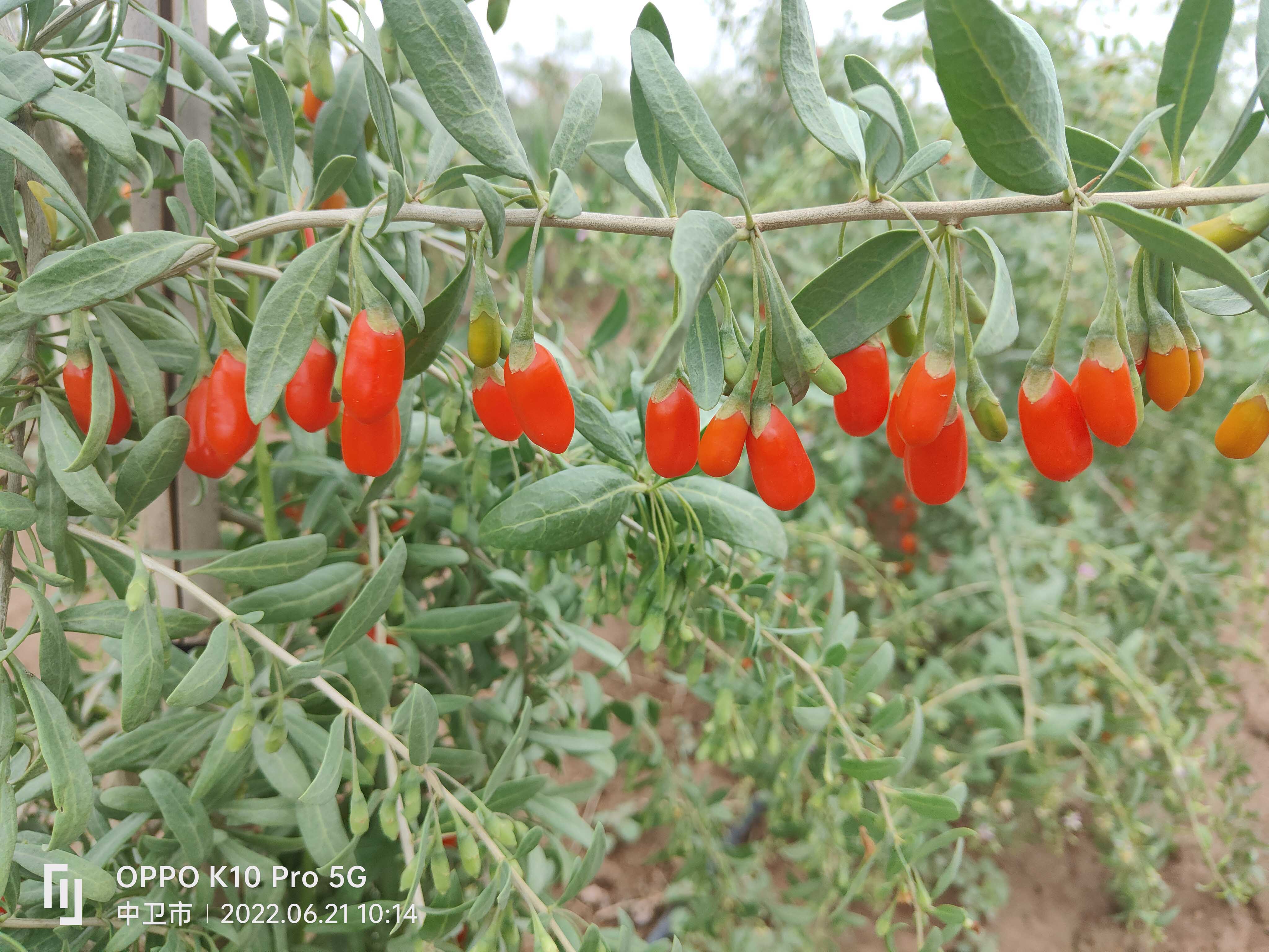 1672886348352477.jpg 微信圖片_20220623101830壓縮.jpg