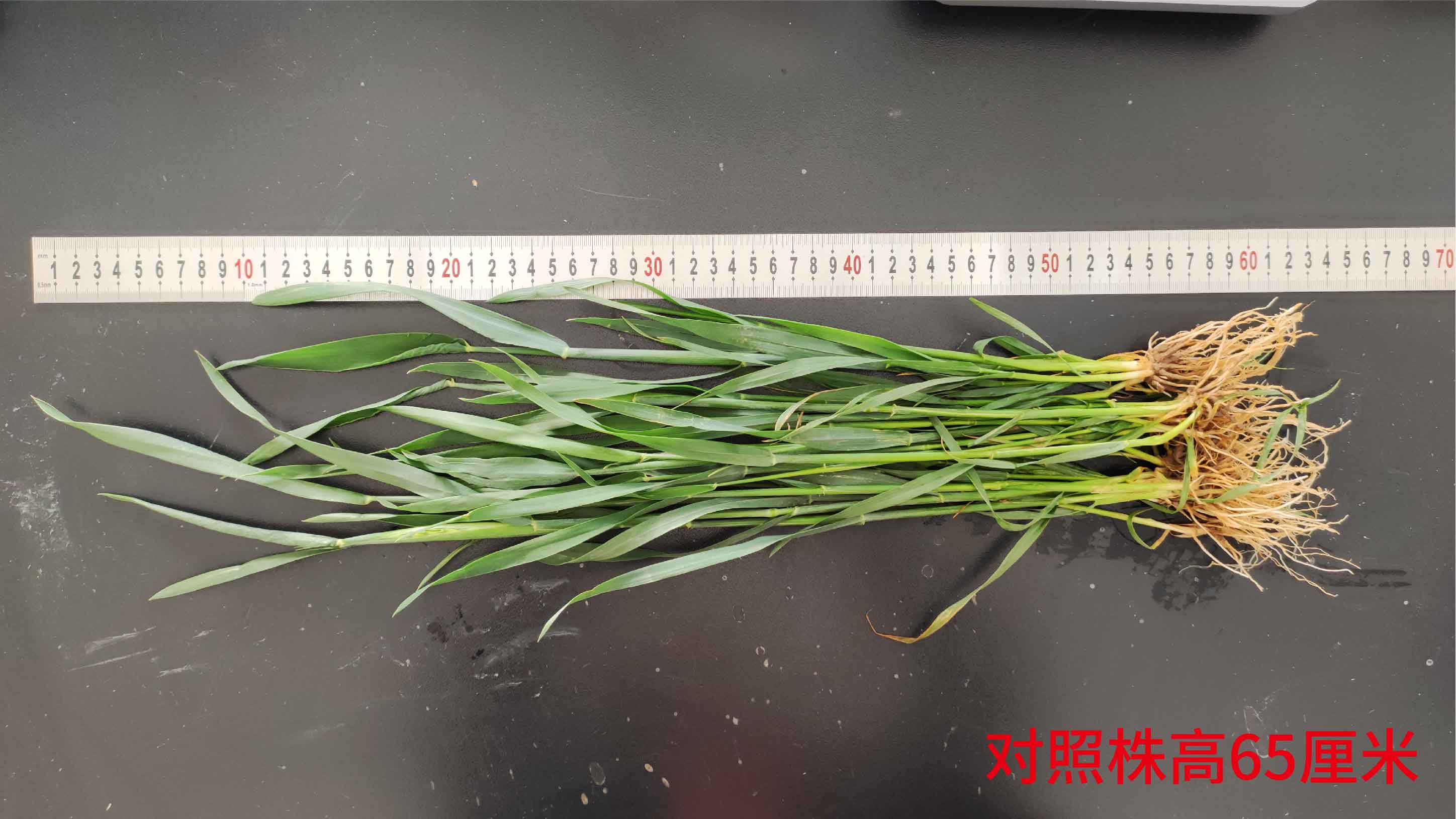 1683615442591643.jpg 對(duì)照株高65-01.jpg